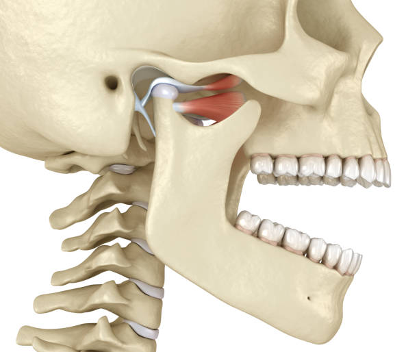 DrDalmao-TMJ: The temporomandibular joints. Healthy occlusion anatomy. Medically accurate 3D illustration of human teeth and dentures concept