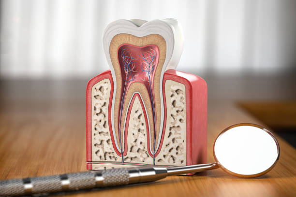 DrDalmao-Tooth model cross section with dental mirror tool on wooden table. Close up. Dental treatment and hygiene concept. 3d illustration